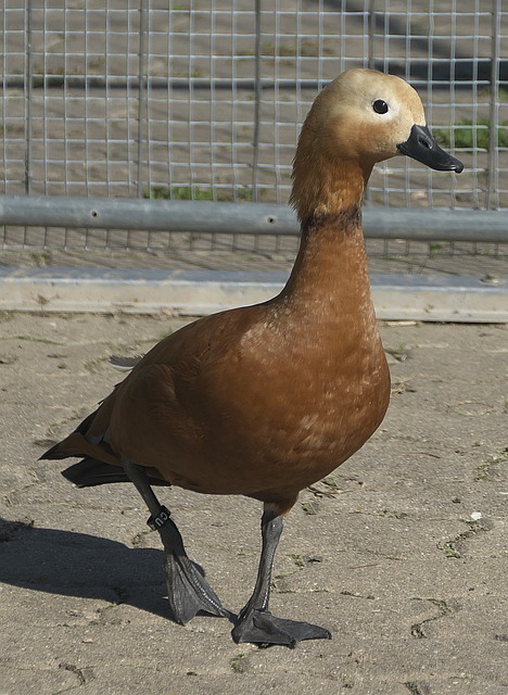 替代